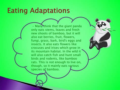 Ppt Adaptations Of A Panda Bear Powerpoint Presentation Free