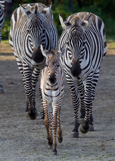 Zebra Dublin Zoo