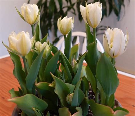 How To Force Tulips Indoors Longfield Gardens