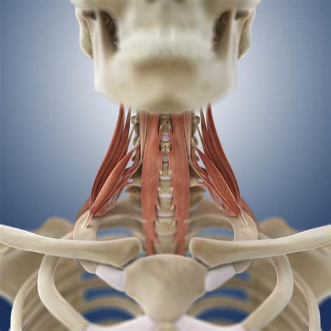Neck Muscles Artwork Photograph By Science Photo Library Pixels