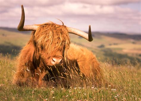 Highland Cattle In Snow On Curbar Edge Peak District Photography Prints