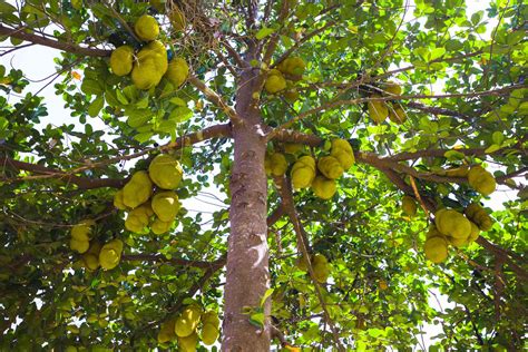 Jackfruit Tree Plant Care And Growing Guide