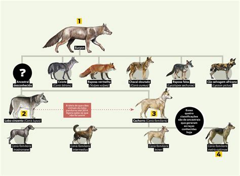 A árvore Da Vida Dos Cachorros Cachorro Evolução Dos Animais
