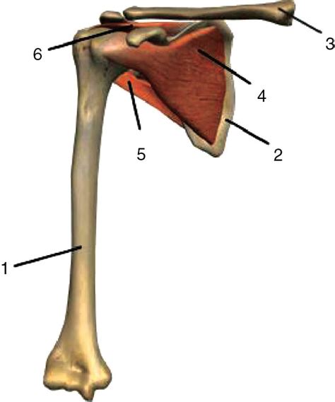 Ventral View Of A Right Shoulder Joint With Humerus Scapula