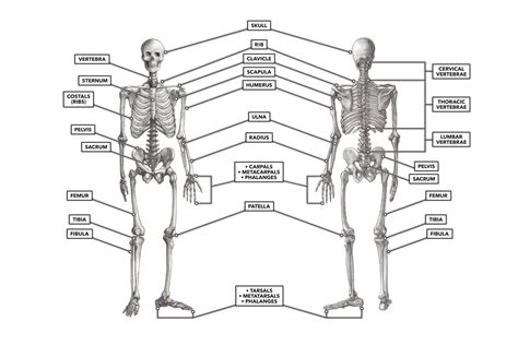Crossfit The Skeleton Anterior And Posterior Views