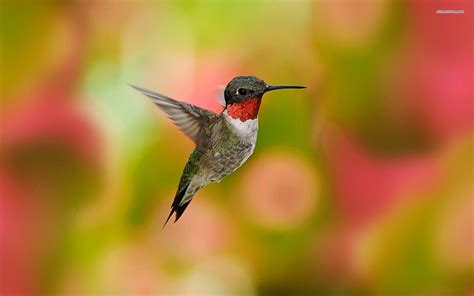 Free Hummingbird Wallpapers Wallpaper Cave