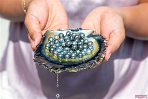 Matteo Colombo Photography Black Pearls Of Tahiti In A Oyster Shell French Polynesia