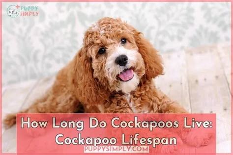 How Long Do Cockapoos Live Tips For A Healthy Lifespan