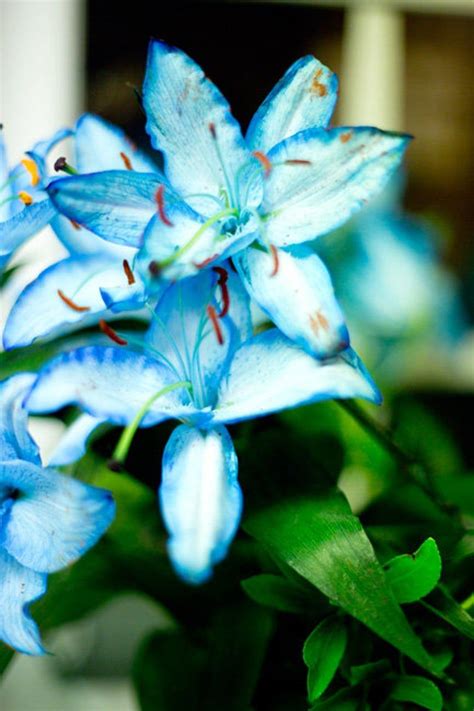 Blue Lily A Package Sky Blue Lily Seeds Rare Lily Seeds Make Etsy In