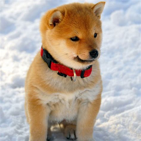 The shiba inu (柴犬, japanese: And Now, Ridiculously Adorable Shiba Inu Puppies!