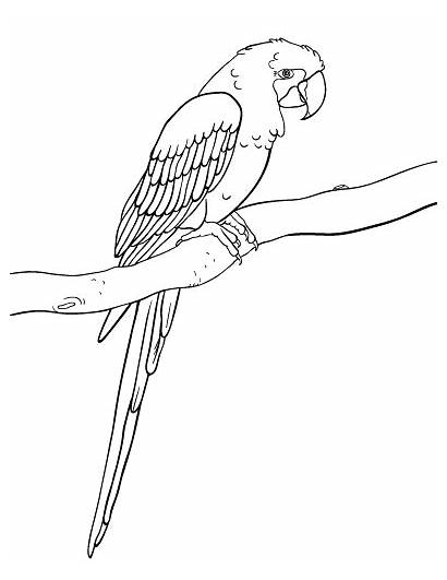 Macaw Coloring Pages Hyacinth Printable Colouring Coloringcafe