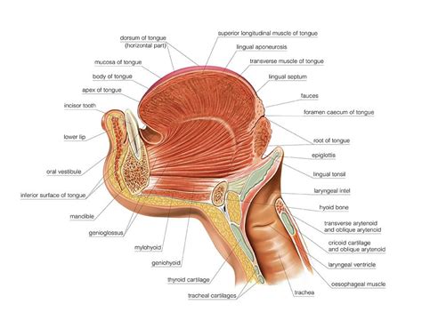 Tongue Anatomy Diagram Anatomical Charts Posters