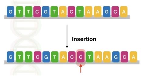 A mutation is a change in dna, the hereditary material of life. Genetic Mutations- Definition, Types, Causes and Examples ...