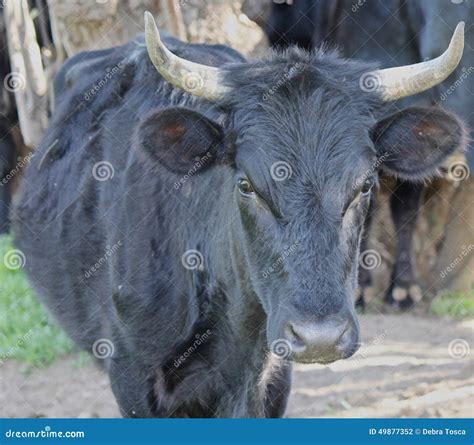 Cow Horns Stock Photo Image Of Black Horns Pasture 49877352