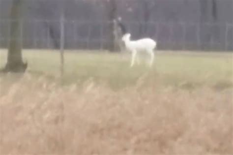 Rare Albino Deer Caught On Camera In Michigan