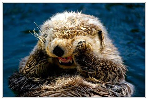 Sea Otter Smiling Animals Otters Cute Animals