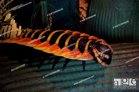 Arthropleura A Large Wild Prehistoric Extinct Giant Centipede Stock