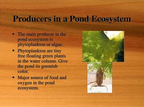 Ppt The Role Of Producers In An Ecosystem Powerpoint Presentation