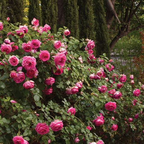 Pretty In Pink Eden Climbing Rose Plant Potted Fragrant Pink Etsy