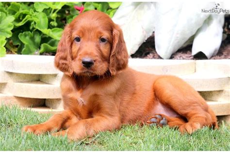 Betsy Irish Setter Puppy For Sale Near Lancaster Pennsylvania