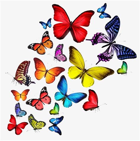 Colorful Butterfly Butterfly Art Butterfly Clip Art