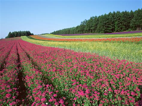 50 Most Beautiful Nature Wallpaper Flowers On Wallpapersafari
