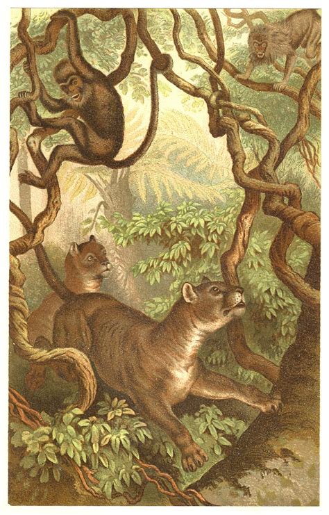 Antique Images: Free Animal Graphic: Victorian Illustration of Puma and Monkeys in Jungle