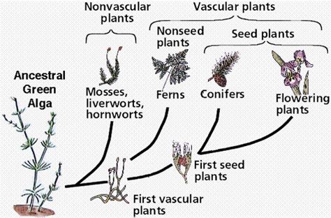 Plants Notes Biology Mrs Mccomas