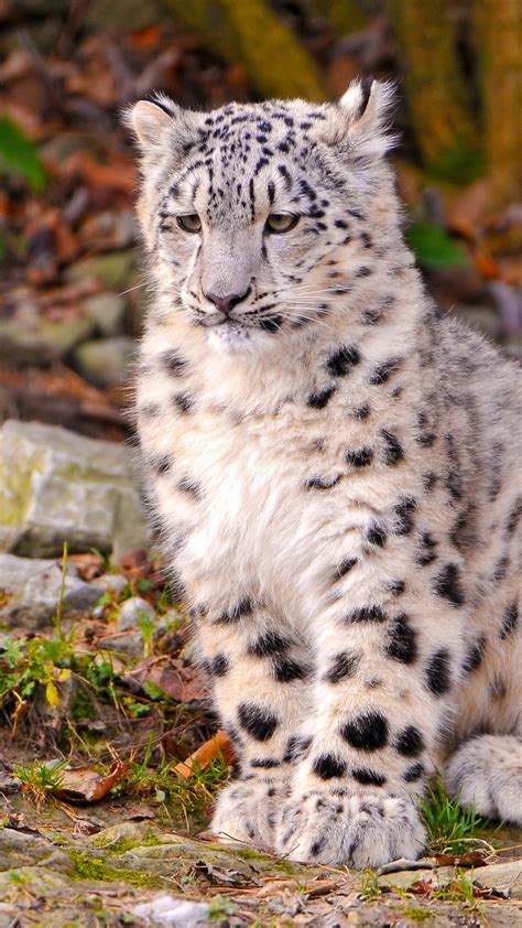 Wallpaper Leopard Snow Leopard Sitting Watch Ground Nature Stones