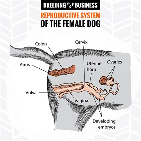 Vaginitis In Dogs Definition Symptoms Prevention Treatment And Faqs