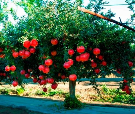 Beautiful Fruit Tree Pictures With Bright Red Pomegranate