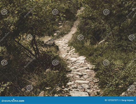 Path Of Stones That Runs Through A Lush Forest Stock Image Image Of