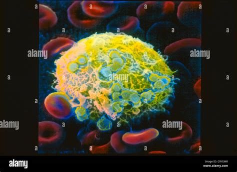 Megakaryocyte Stock Photo Alamy