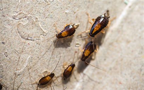 5 major signs that you have cockroaches in your houston home