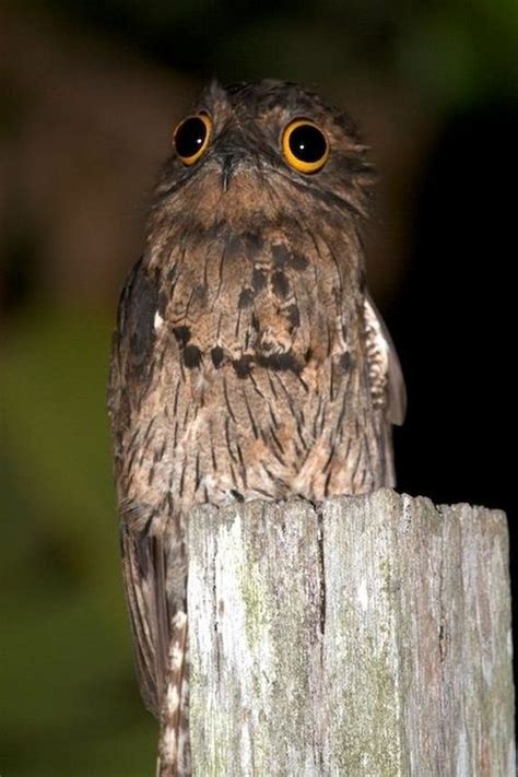 We found that patoo.com is poorly 'socialized' in respect to any social network. Potoo Bird Photos - Barnorama