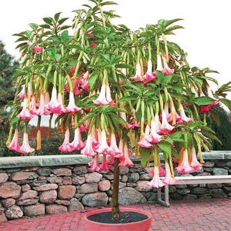 Brugmansia Cherub Pink Angels Trumpet Buy Plants Online Pakistan