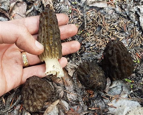 Introduction To Morel Foraging Online The Folk School Fairbanks