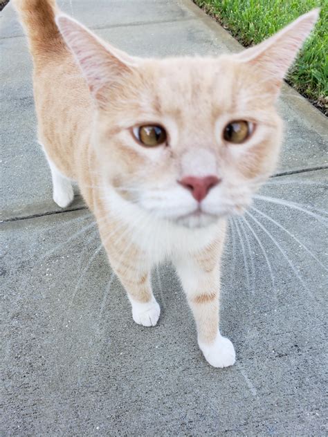 Ever Seen A Cross Eyed Cat Meet Wiley Aka The Neighborhood Tyrant Raww