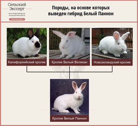 Почему у белых кроликов красные глаза