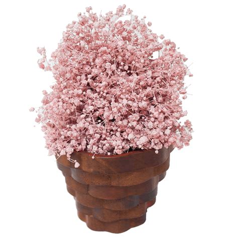 This baby's breath flower is actually pink, perfect for baby girls! Buy Light Pink Babys Breath Cheap Online | GlobalRose