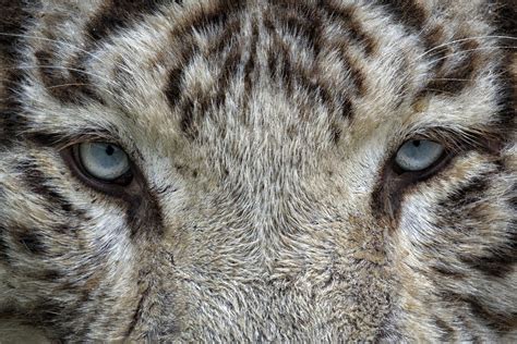 Free Images Nature Wildlife Zoo Feline Fauna Close Up Cheetah