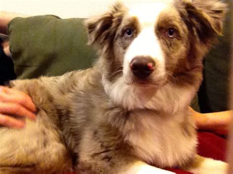 7 5 Months Old Expensive Australian Shepherds Dog Puppy For Sale Or