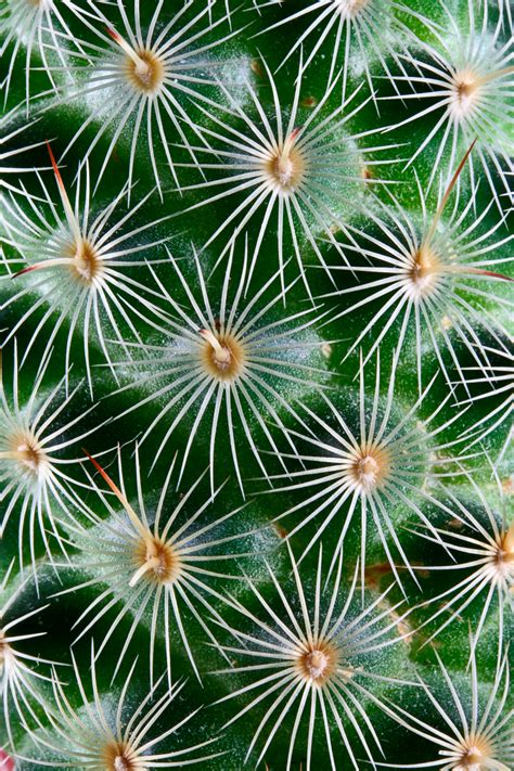 Free Photo Cactus Texture Somadjinn Point Points Free Download