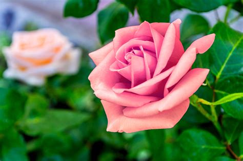 Ingin Menanam Bunga Mawar Dalam Pot Ikuti 6 Langkah Mudah Berikut Ini