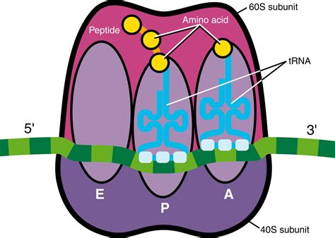 The findings overturn the view that local translation is a minor source of synaptic protein2 and. mRNA Translation: Unexplored Territory in Renal Science ...