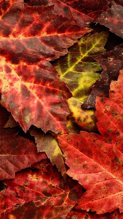 Red Maple Leaves Autumn 640x1136 Iphone 55s5cse Wallpaper