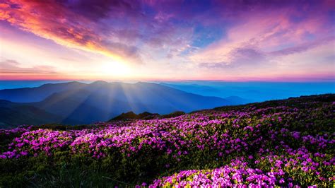 1920x1080 1920x1080 Flowers Landscape Pink Flowers Mountain Sunlight