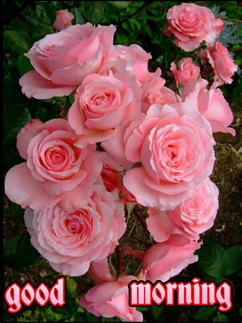 Good Morning Picture Rose Flower Wisdom Good Morning Quotes