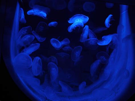 Jellyfish Luminous Jellyfish Jellyfish Luminous Luminous Jellyfish