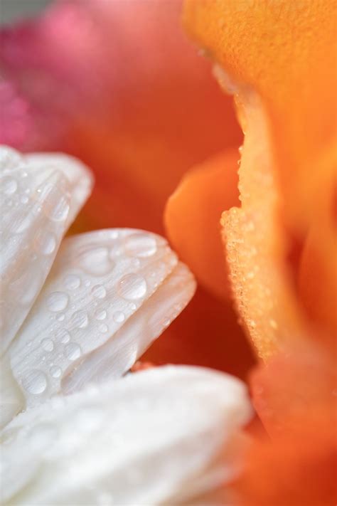 White And Orange Flower Petals Photo Free Image On Unsplash Pink